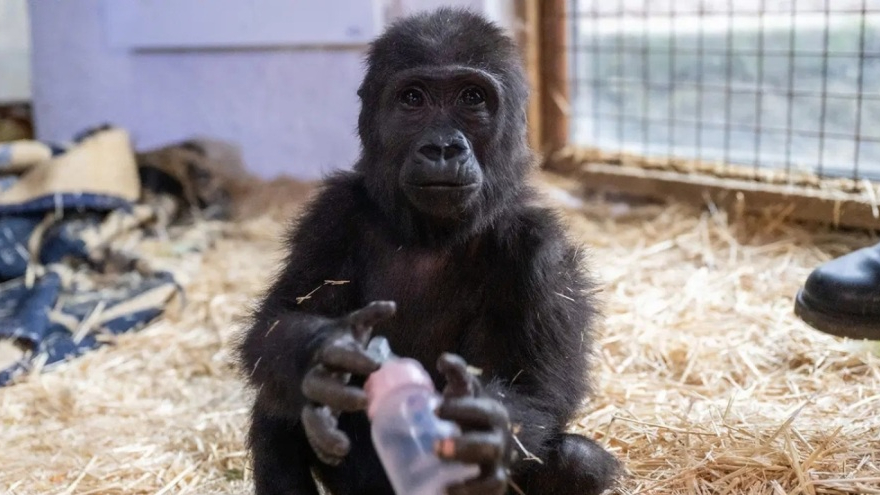 Zeytin, Nijerya’ya iade ediliyor