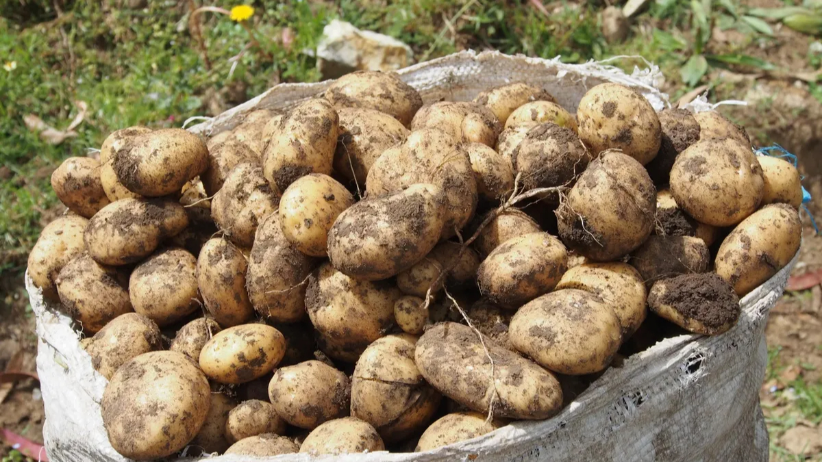 Patatesin şaşırtıcı kökeni ortaya çıktı