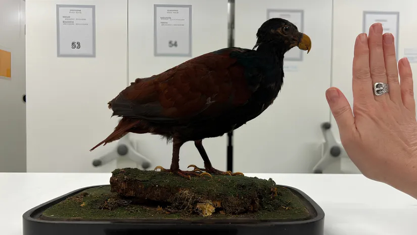 Nesli Tükenmek Üzere Olan Kuş İçin Yapay Zekâ Umudu