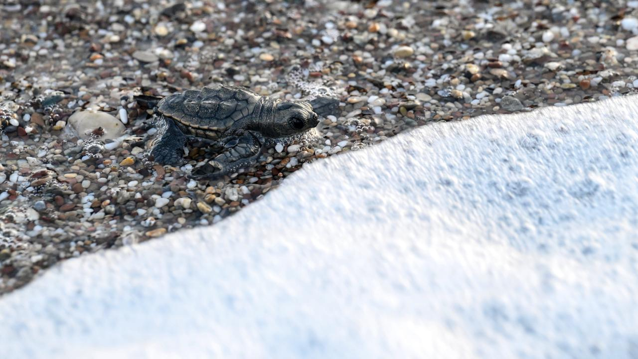 Caretta caretta yavruları Kızılot’ta denizle buluştu