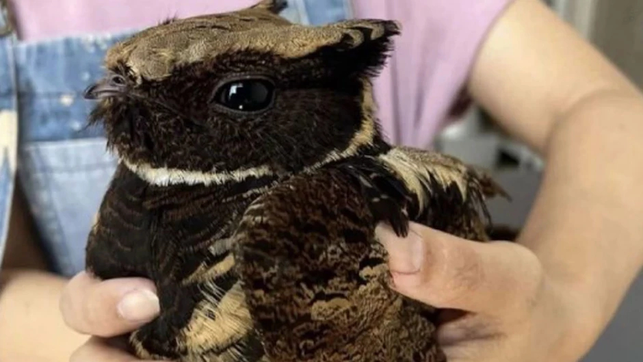 Viral kuş fotoğrafı: İşte gerçek türü