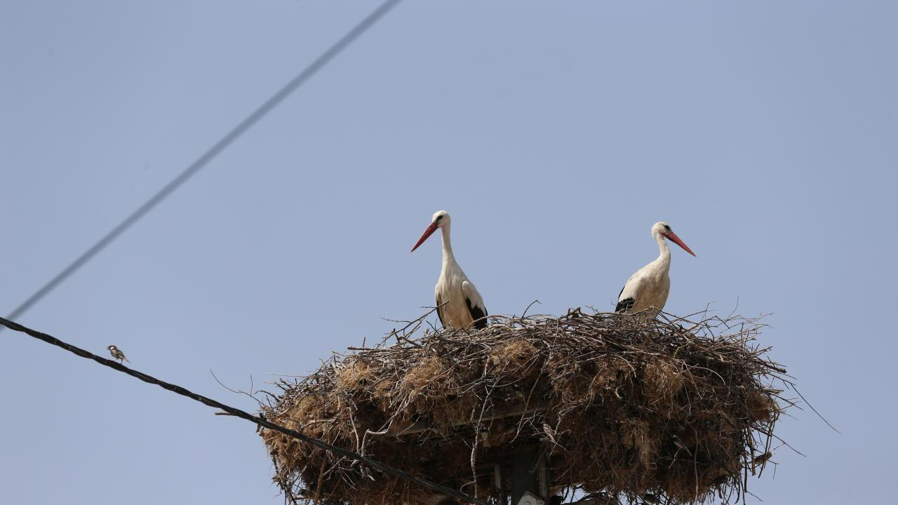 Yaren leyleğin yavruları göç yolculuğuna çıktı