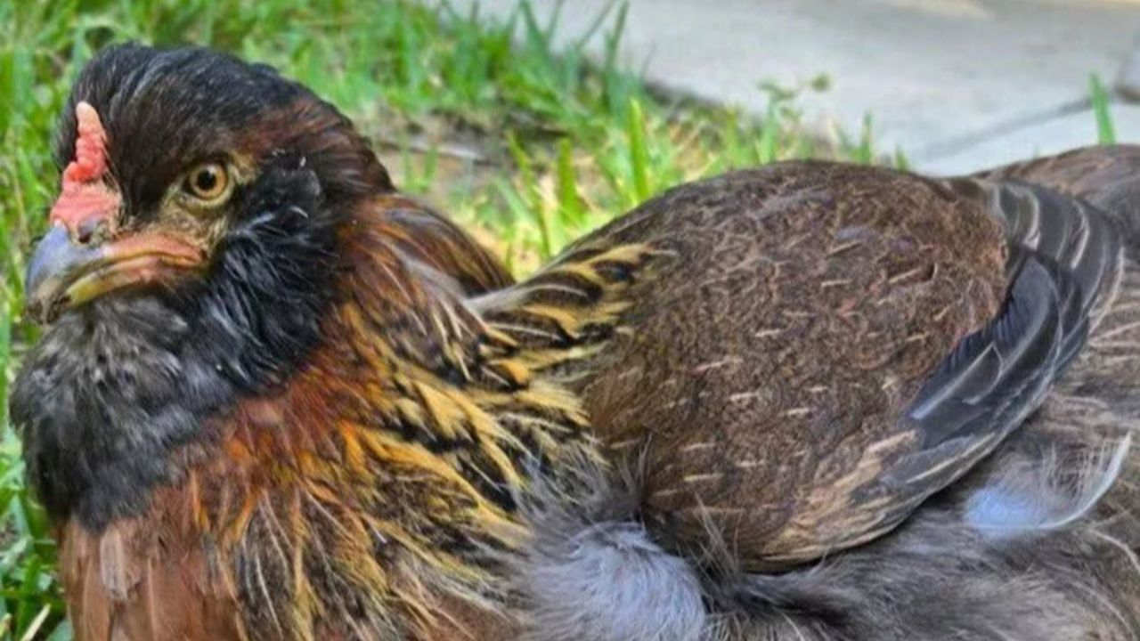 Pearl: 14 yaşındaki Guinness rekorlu tavuk