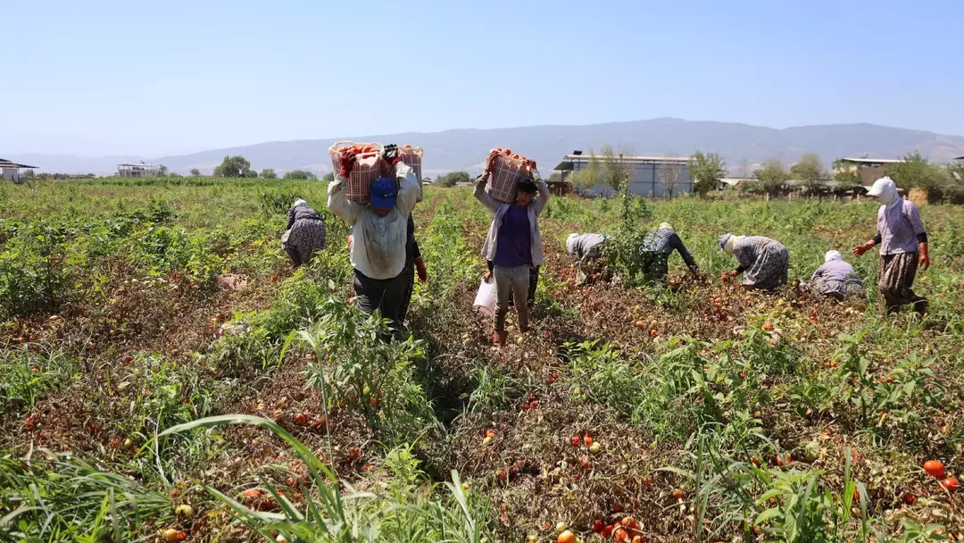 Domates işçileri: Günlük 1500 TL için güneşle savaşıyor