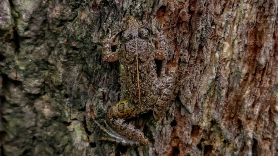 Doğa fotoğrafında kurbağanın gizli oyunu