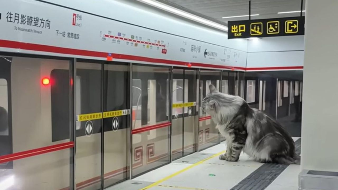 Çinli YouTuber’dan kedilerine VIP metro deneyimi