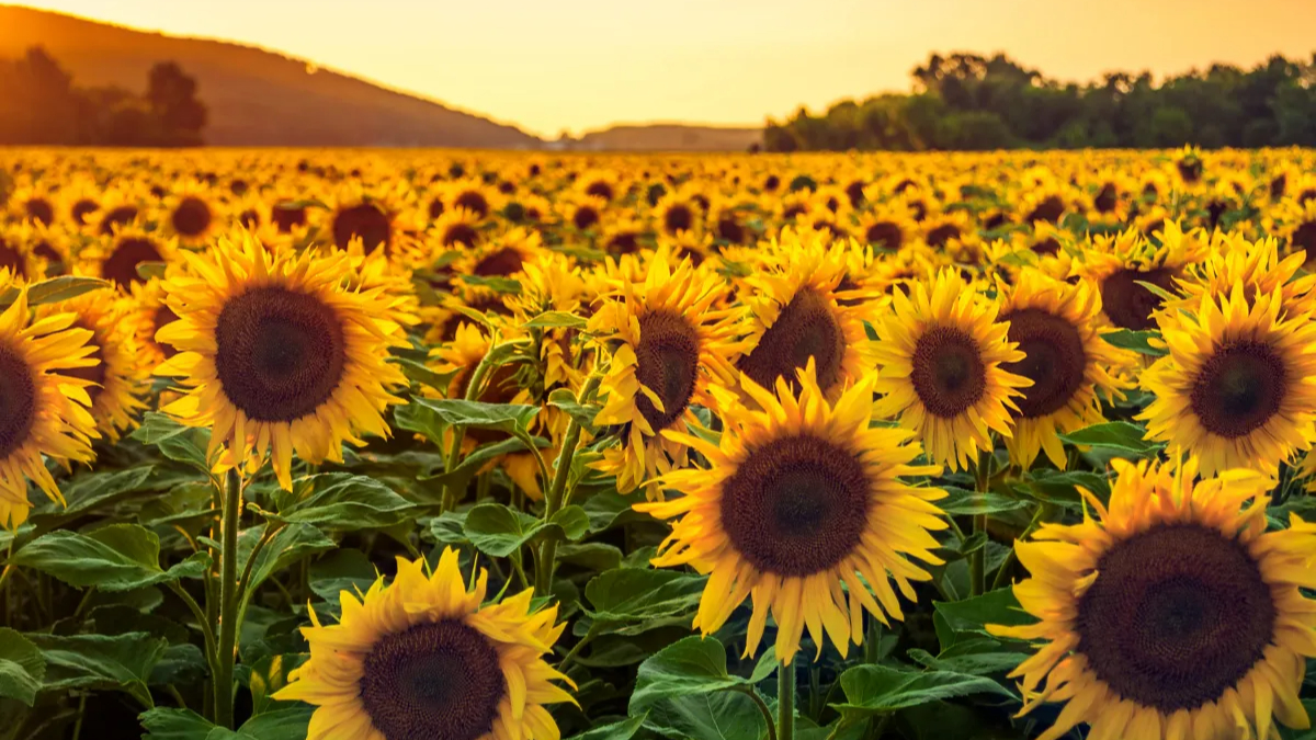 1,7 milyon kilo ayçiçeği açık artırmayla satılacak