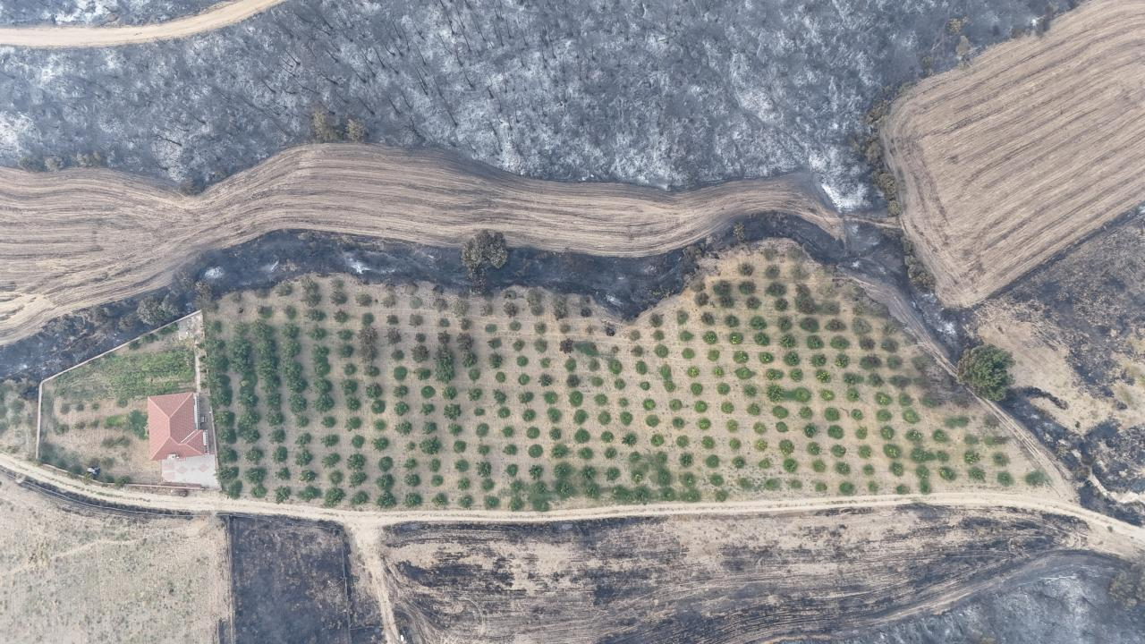 Ceviz bahçesini kurtaran önlem: Orman yangını etkileyemedi