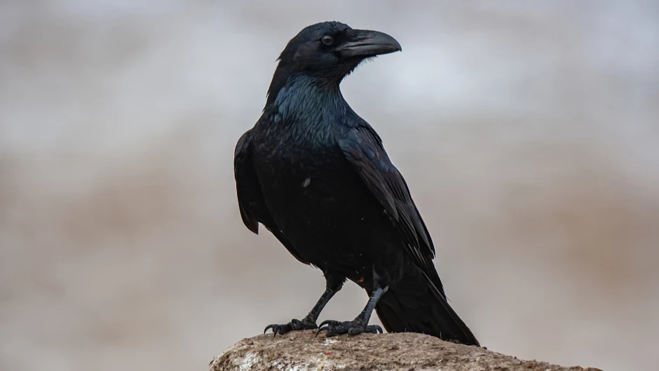 Kargalar 7 yaş çocuklarla benzer bilişsel yetenek gösteriyor