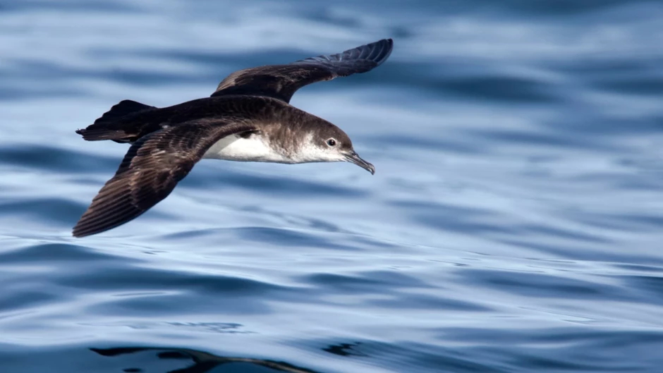 Plaj tutkunları için uyarı: Kuş dışkısına dikkat