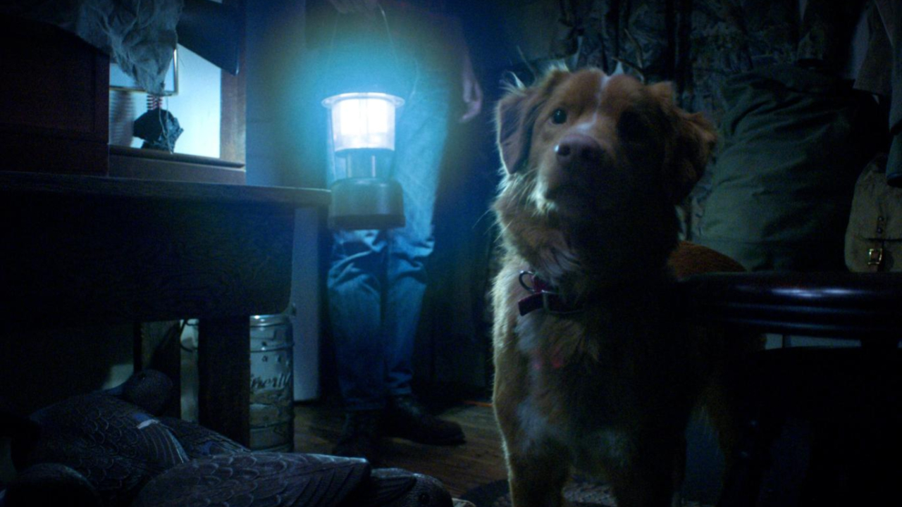 Good Boy filmi: Sadakat ve dehşeti buluşturan fragman