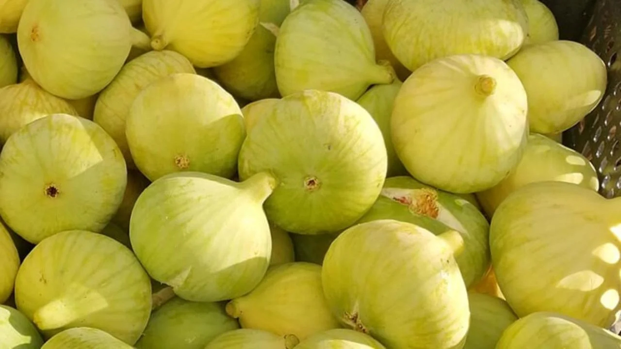 Her incirin içinde en az bir arı ölüsü var