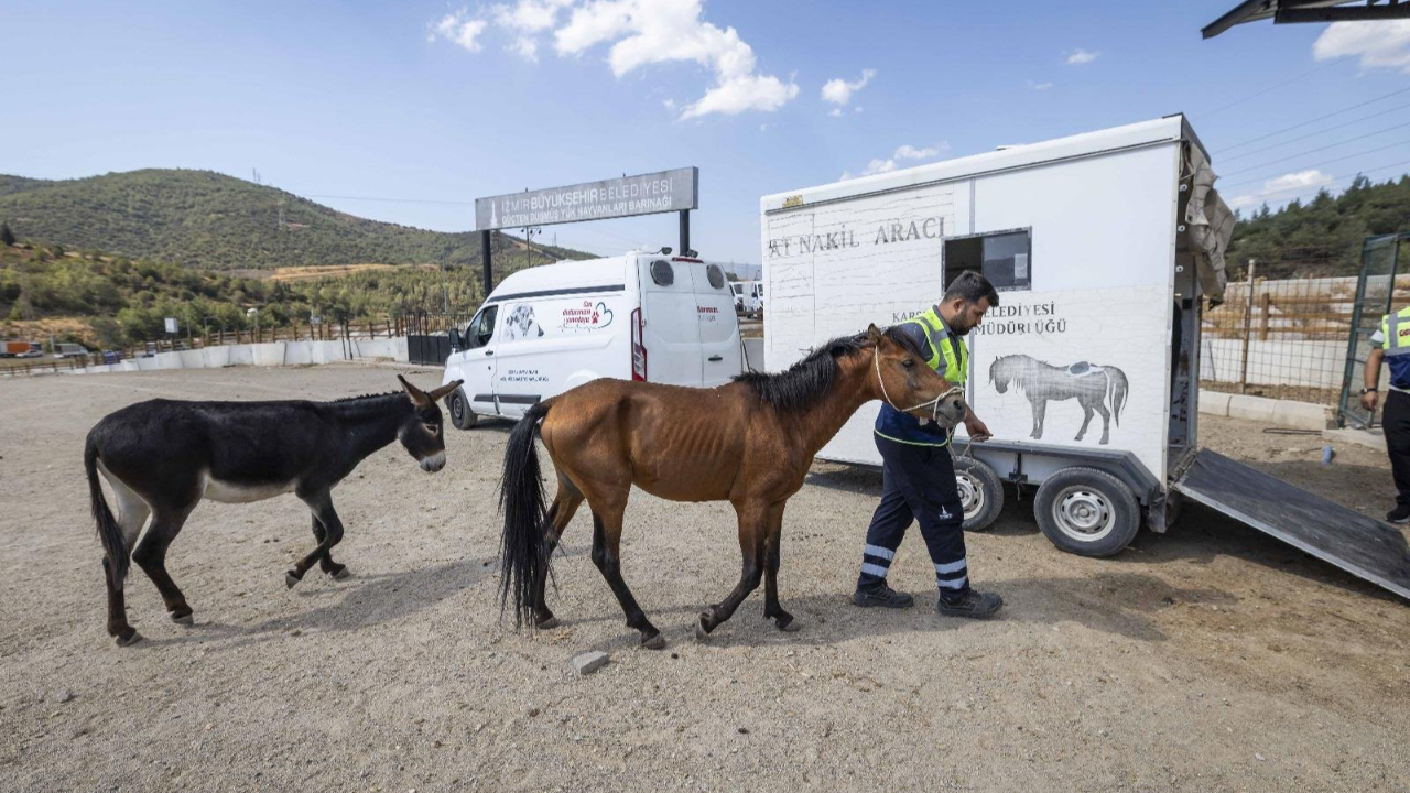 Haralarda ölüme terk edilen atlara yeni yuva