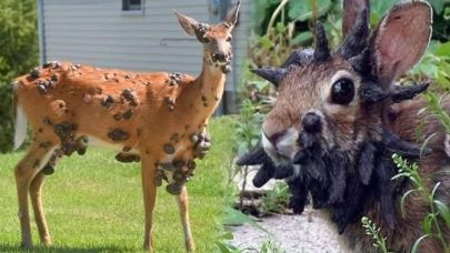 ABD’de geyiklerde papilloma virüsü yayılıyor