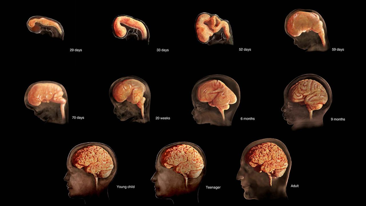 Anne mikropları bebek beynini doğumdan önce etkiliyor