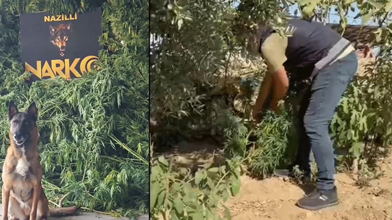 “Zehir Evleri”ne Şafak Operasyonu: 1 Tutuklama