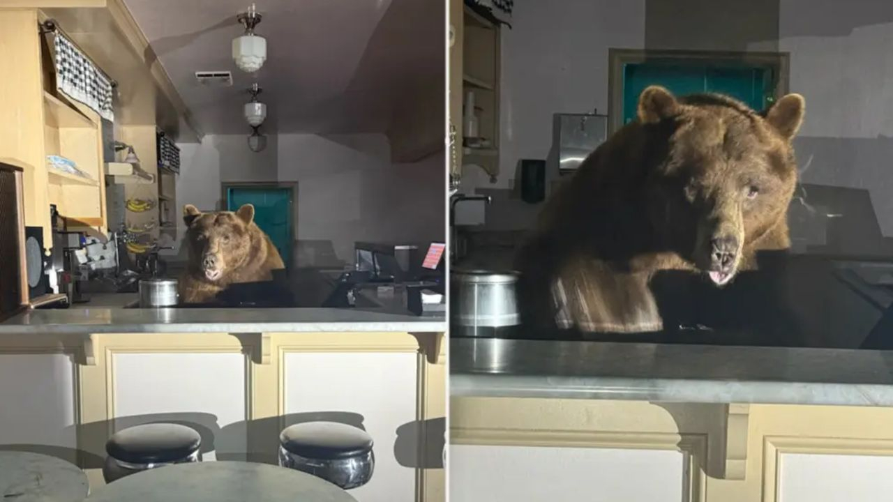 “Fuzzy” isimli ayı tatlı krizine girdi, kasayı bastı