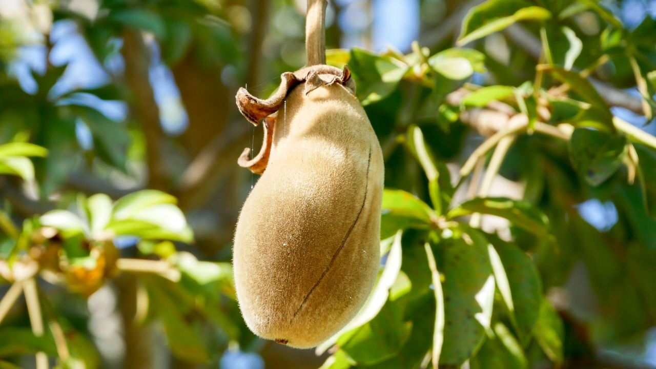 Hollywood yıldızlarının gençlik sırrı: Baobab meyvesi