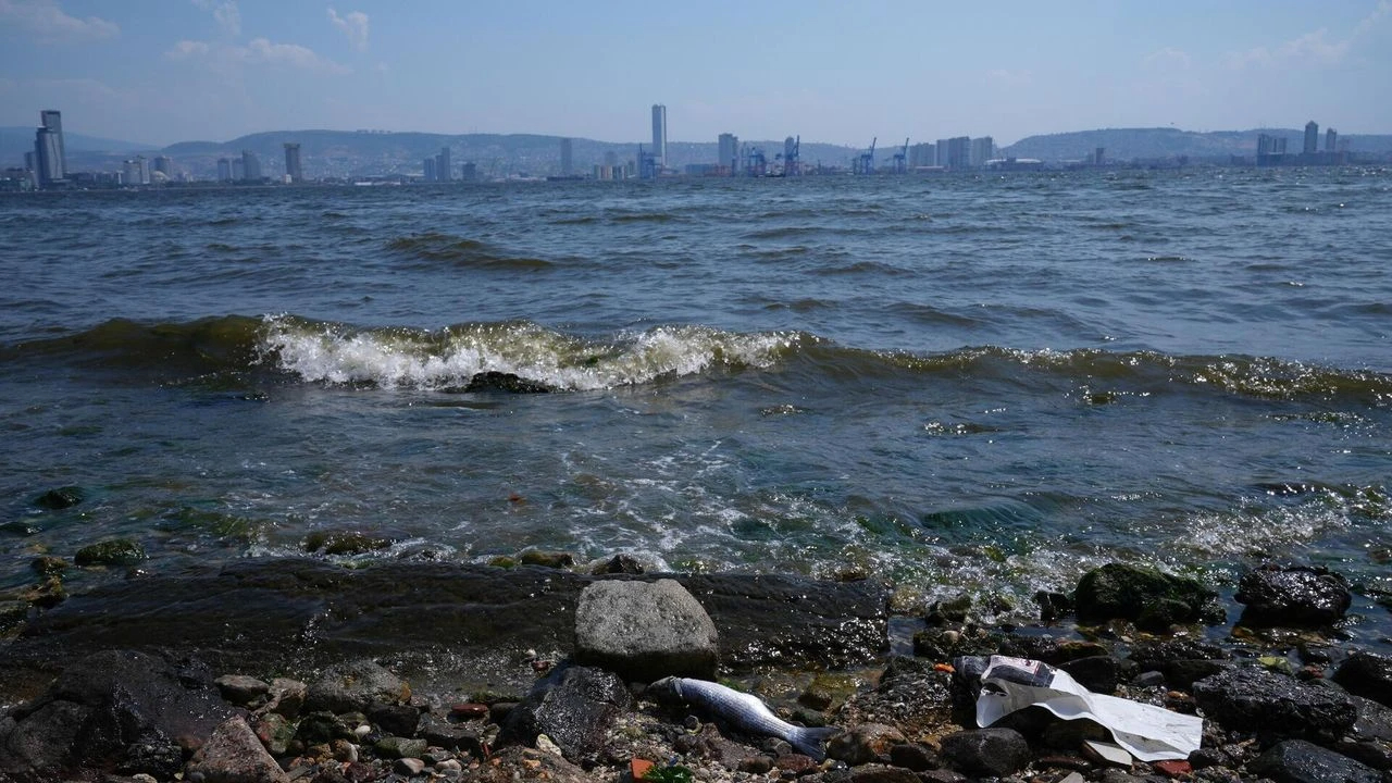 Milletvekilinden körfez isyanı: Taşın altına elinizi koyun!