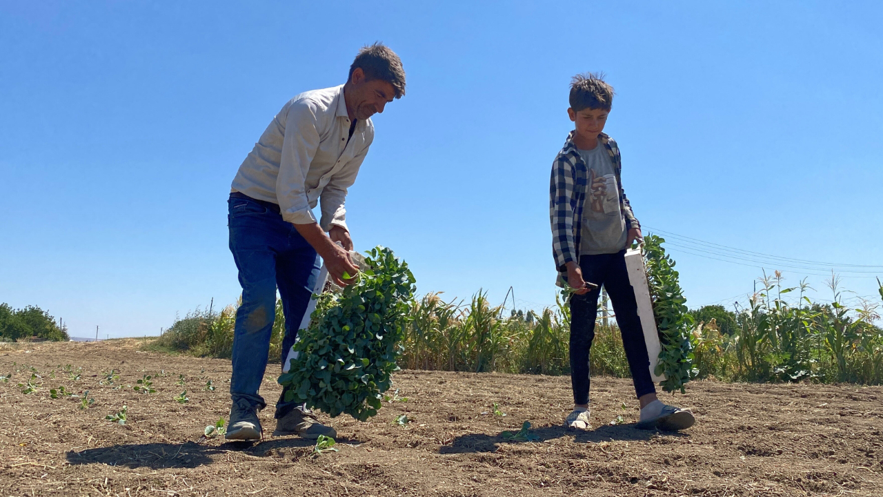 Çiftçiden kuraklık isyanı: Üretim durma noktasında