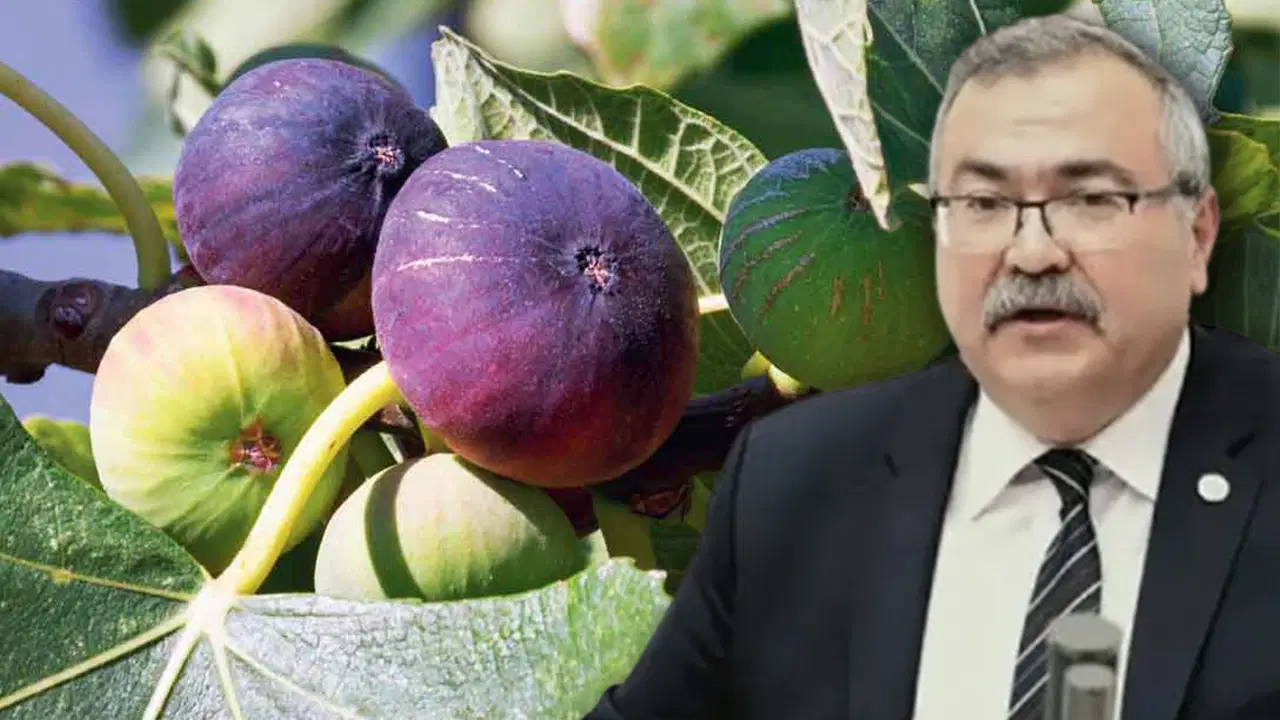 CHP’li vekil isyan etti: İncirde yüzde 700 fiyat farkı