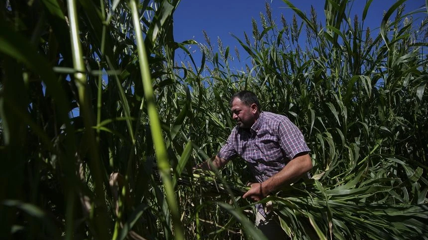 İzmirli besiciler kuraklığa sorgum sudan otu ile yanıt verdi