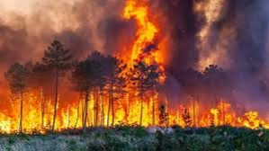 AFAD’tan İzmir yangınlarıyla ilgili kritik açıklama
