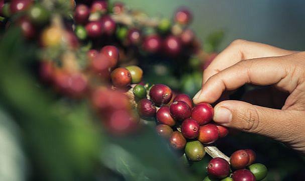 ABD-Brezilya Kahve Ticareti Vergiyle Yeni Döneme Giriyor