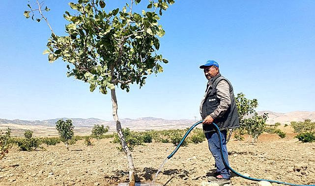 Batman’da kuraklık tehdidi: Fıstıklar için yoğun sulama
