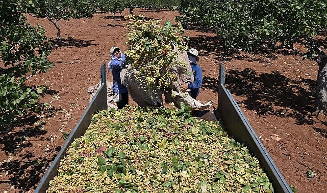 Boz fıstık hasadına davul zurnayla start verildi