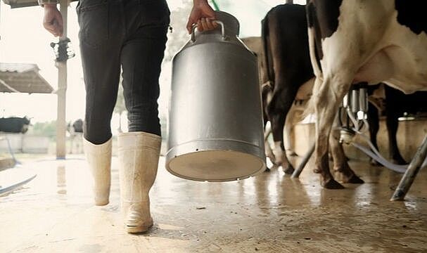 Çiğ süt sözleşmelerinde uyuşmazlıklar tahkimle çözülecek