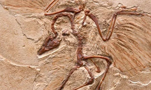 Doğu Asya’nın en eski otçul dinozoru bulundu