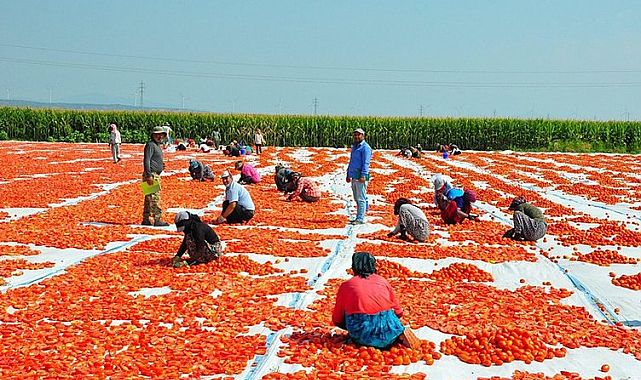 Gediz Ovası domatesle kırmızıya büründü