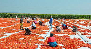 Gediz Ovası domatesle kırmızıya büründü 