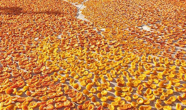 İklim krizi Malatya kayısısında rekor kayıp