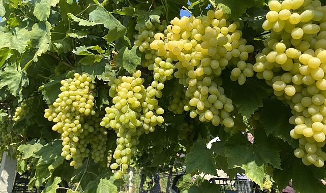 Manisa’da üzüm ihracatı başladı, hedef 69 ülke