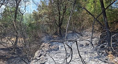 Manisa Selendi'de orman yangını: 5 dönüm kül oldu