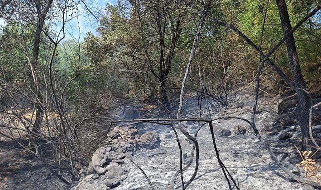 Manisa Selendi&#039;de orman yangını: 5 dönüm kül oldu