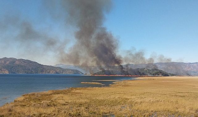 Muğla'da sazlık yangını kontrol altına alındı