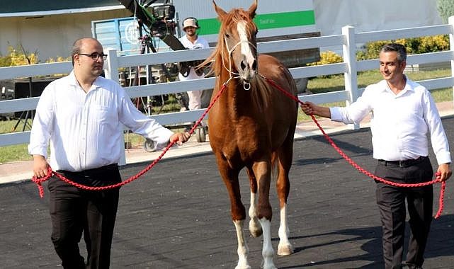 Tay satış rekoru: 68 taydan 45 milyon lira gelir!