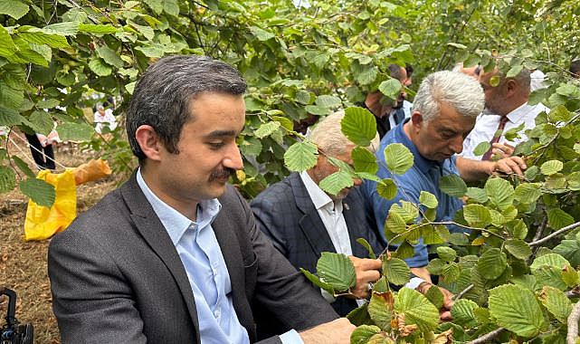 Trabzon’un Coğrafi İşaretli Foşa Fındığı Hasadı Yapıldı
