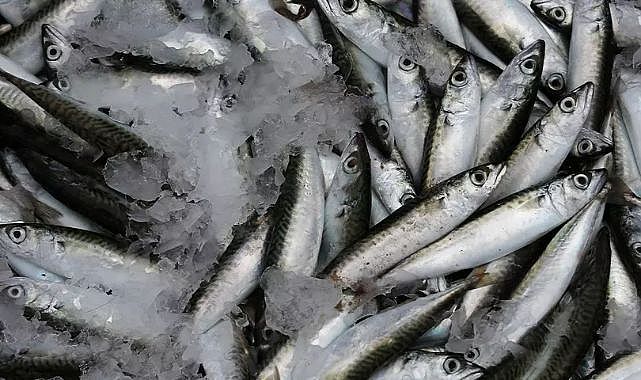 Yaşlanmayı geciktiren lezzet: Sardalya!