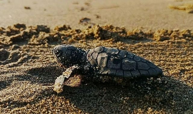 Yılın ilk caretta caretta yavruları yuvadan çıktı