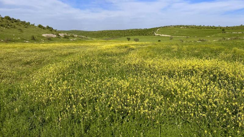 İşlenmeyen araziler çiftçiye kiralanacak