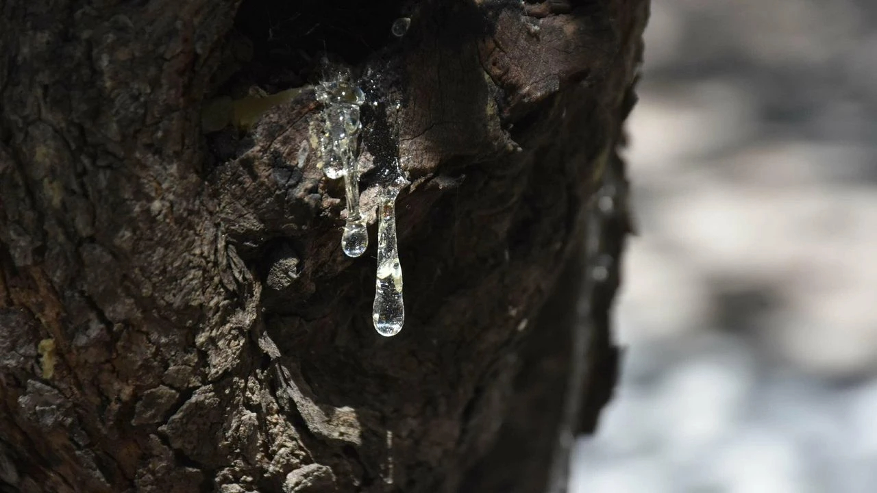 Çeşme’de damla sakızı hasadı başladı