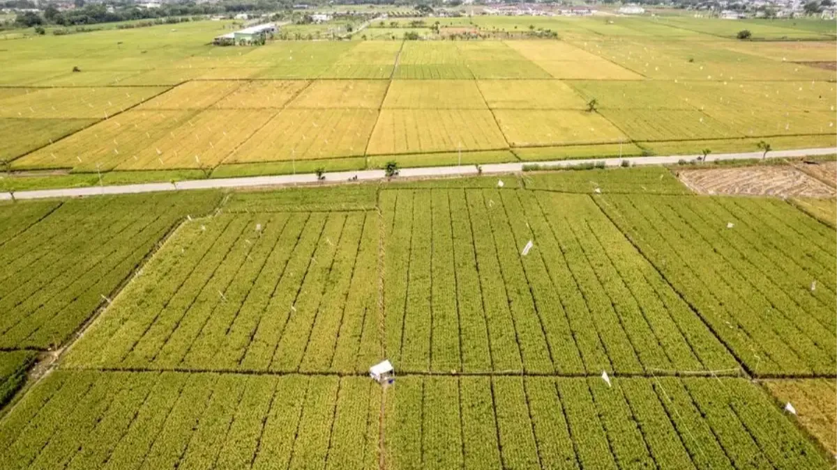 Endonezya’dan gıda güvenliği hamlesi
