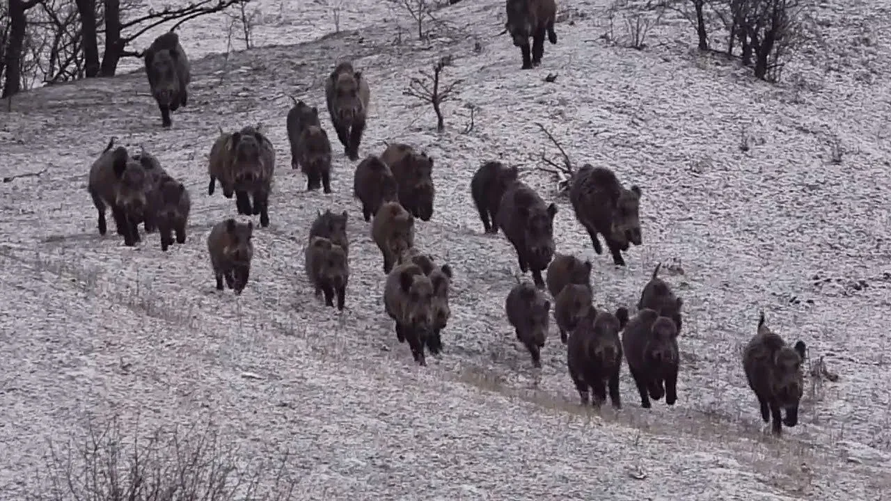 İzmir Barosu Seferihisar’daki sürek avına itiraz etti