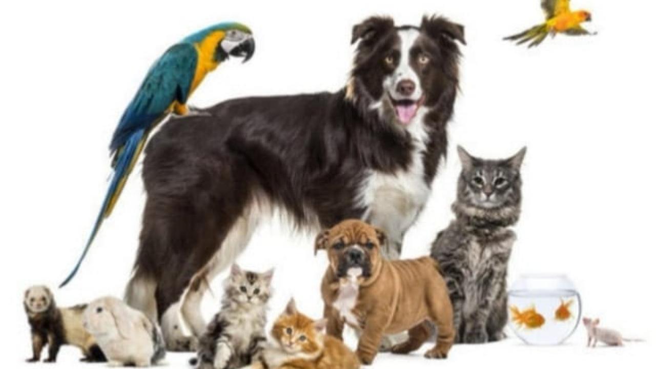 4 EKİM HAYVANLARI KORUMA GÜNÜ