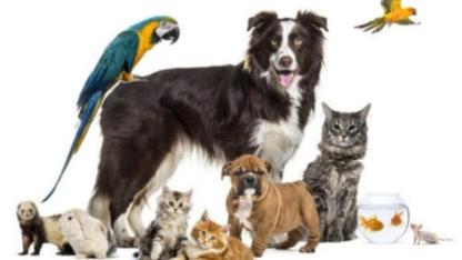 4 EKİM HAYVANLARI KORUMA GÜNÜ