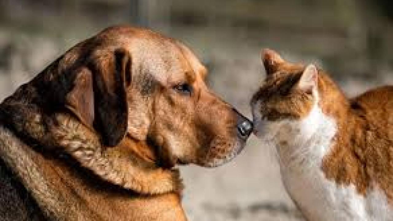 İzmir Barosu’ndan ‘4 Ekim’ açıklaması: Kutlama değil, direnişi büyütme günüdür